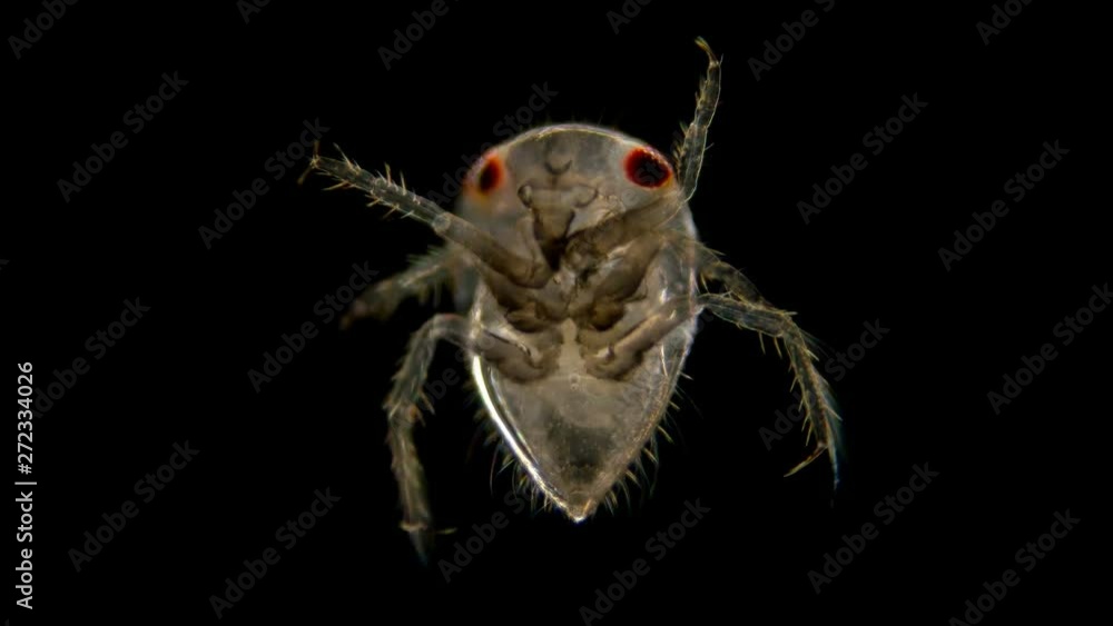 adult larva of the water bug Notonecta glauca under a microscope, lives ...