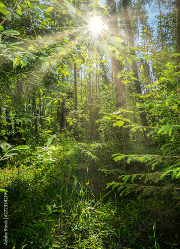 beautiful summer landscape, dense forest, the sun breaks through the thickets creating beautiful reflections on the leaves and grass.