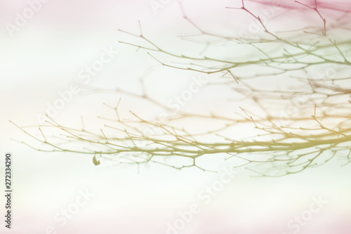 abstract gradient of color of branch background