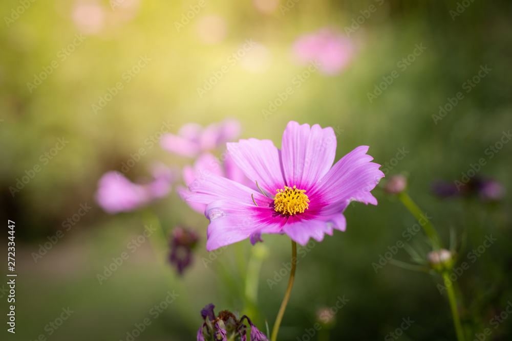 The background image of the colorful flowers The background image of the colorful flowers