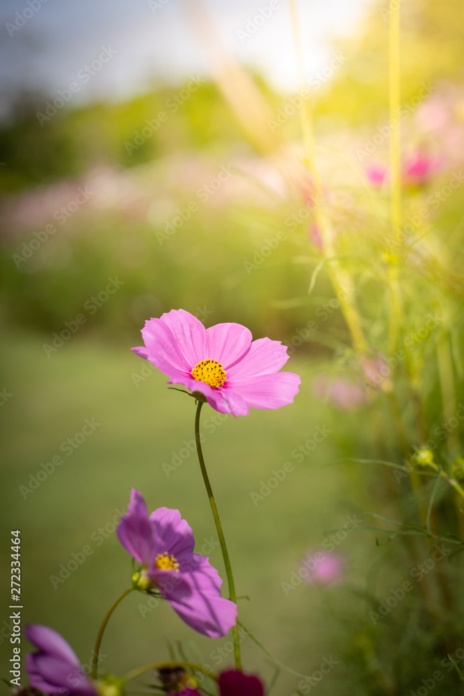 The background image of the colorful flowers The background image of the colorful flowers