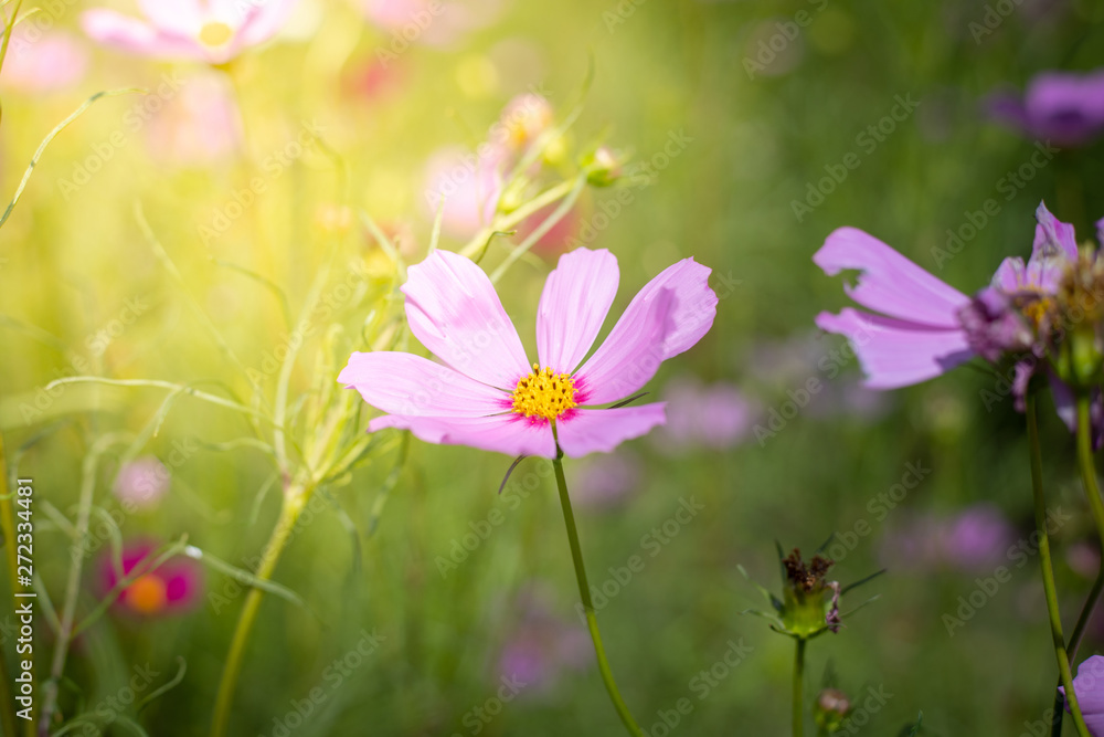 The background image of the colorful flowers The background image of the colorful flowers