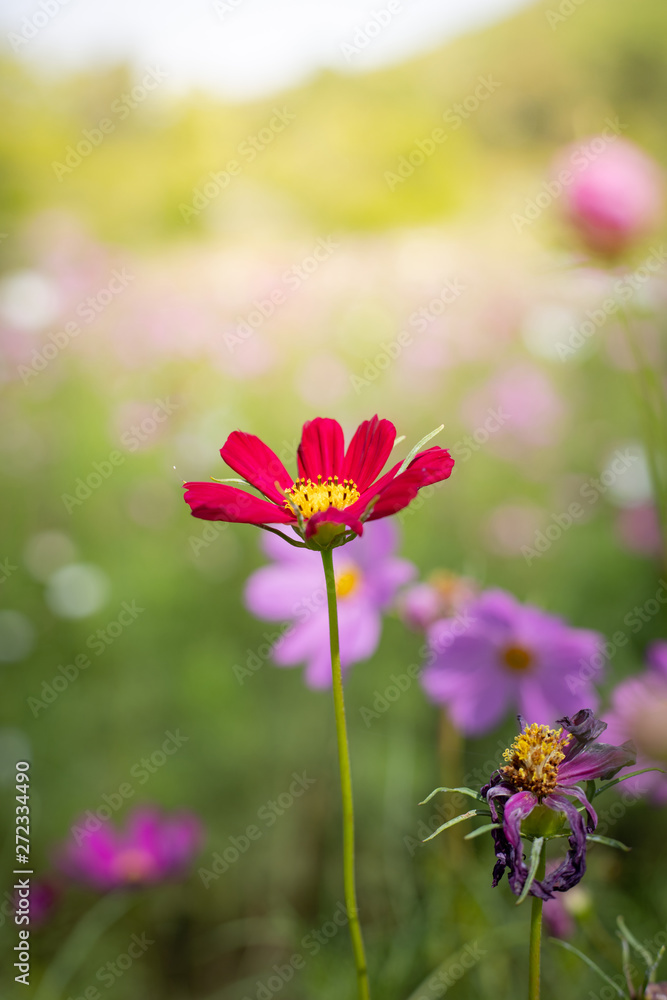The background image of the colorful flowers The background image of the colorful flowers