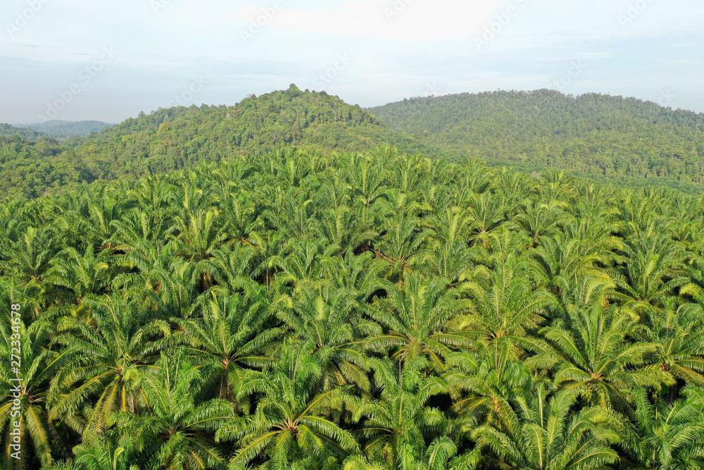 Palm oil plantation at rainforest edge. Deforestation in Malaysia destroys rain forest for oil palms