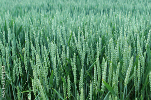 rich harvest of wheat in the ears ripens in the fields