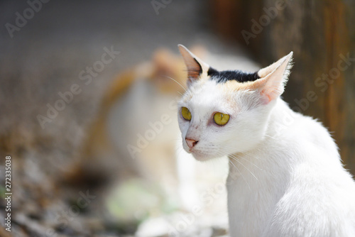 White cat sitting with yellow eyes