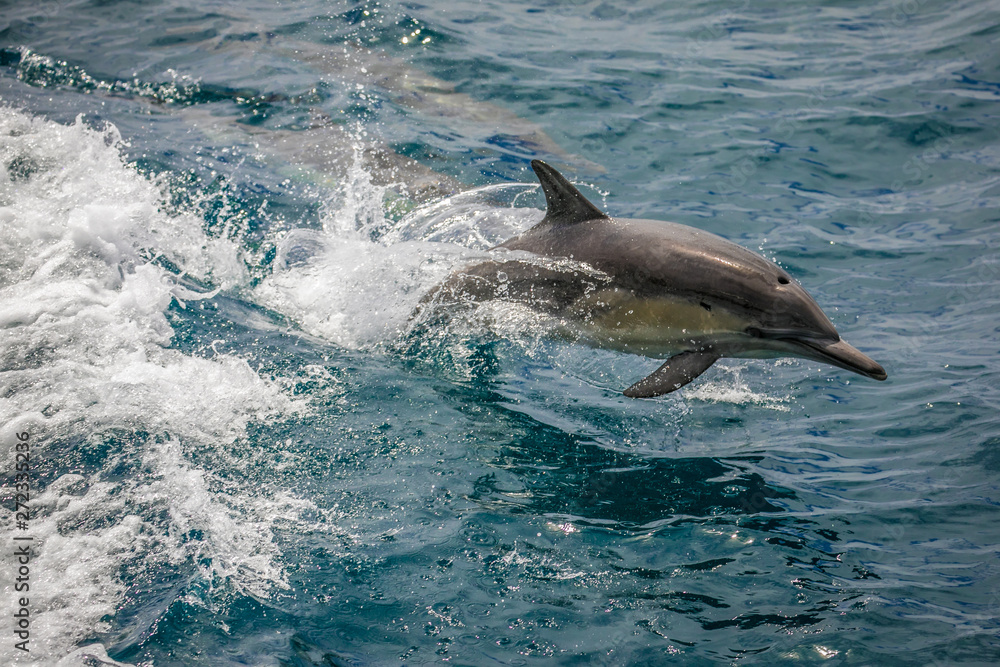 Fototapeta premium dolphins on the chase