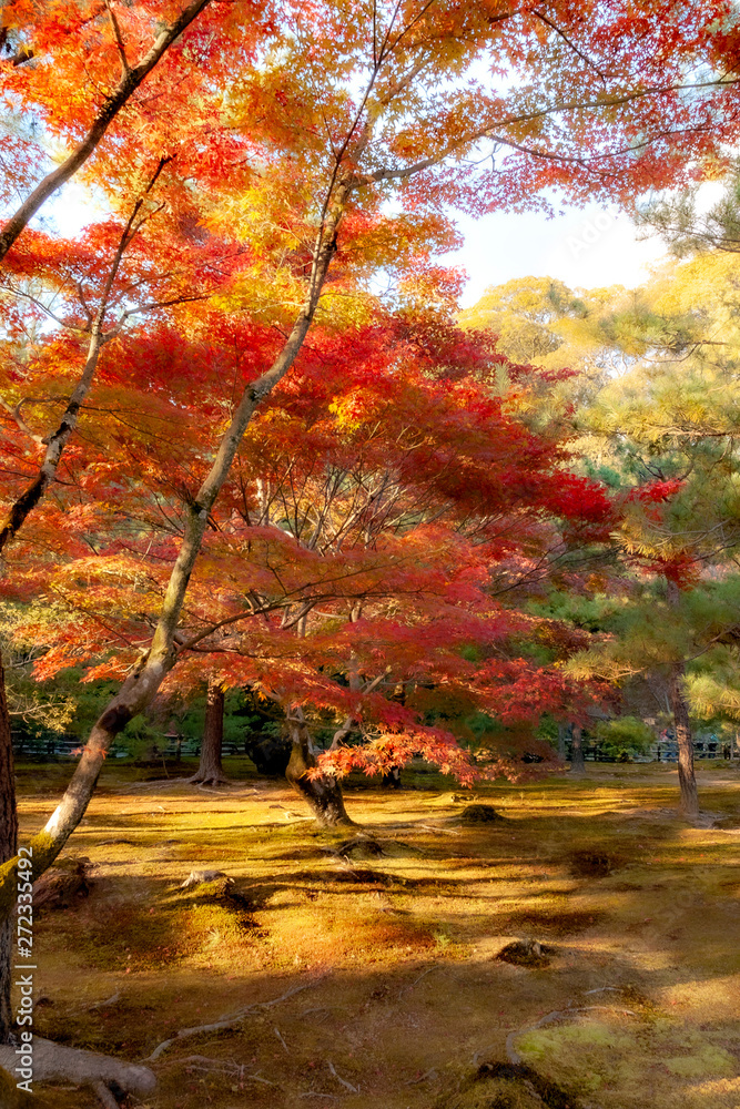 Naklejka premium Autumn color of forest in Japan