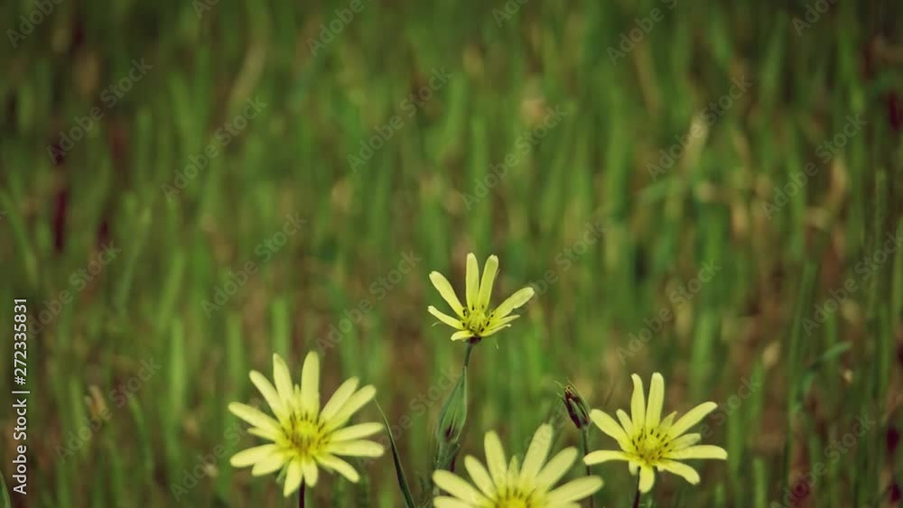 Yellow daisy flowers shuttering on foreground with copy-space on background Yellow daisy flowers shuttering on foreground with copy-space on background