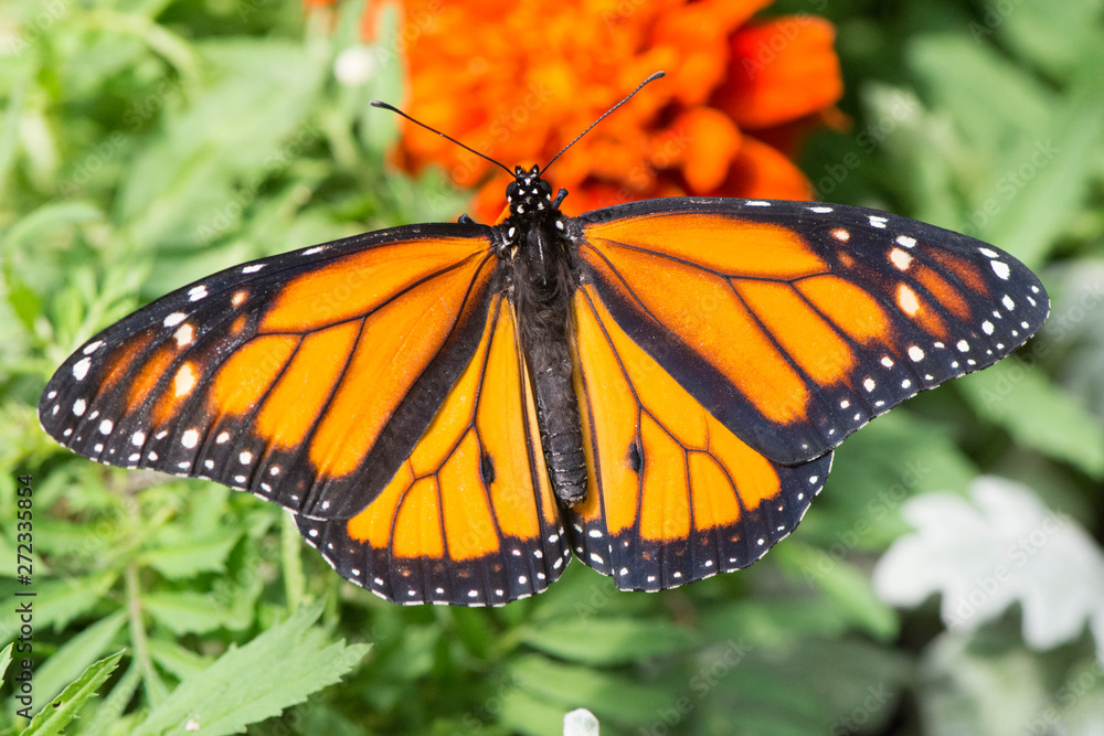Fototapeta premium Butterfly 2019-37 / Monarch butterfly (Danaus plexippus)