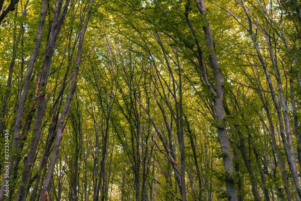 trees, forest background, nature landscape trees, forest background, nature landscape