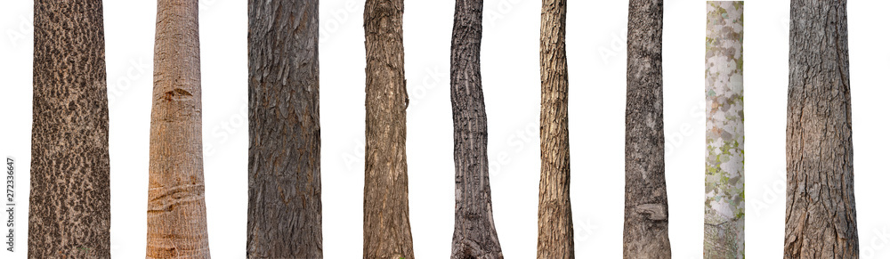 isolated tree trunk Collection on White background. - obrazy, fototapety, plakaty 