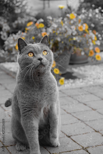 Grey chartreux cat with intense orange eyes photo