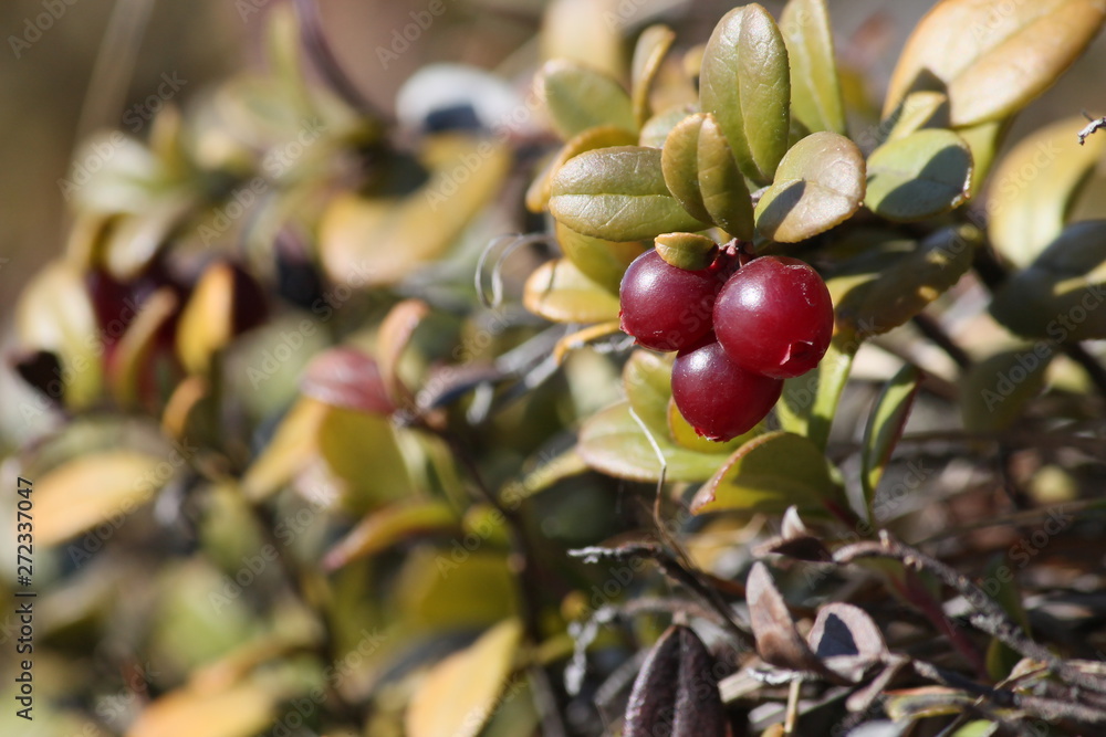 Obraz premium branch of tree with berries