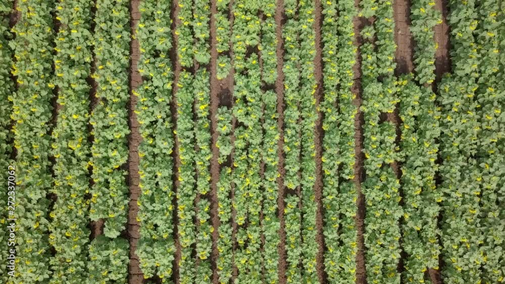 Aerial image of a vast Sunflower field.