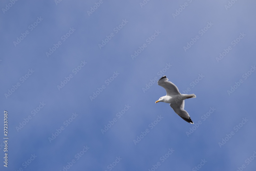 Obraz premium Flying seagull with blue sky background. Symbol for freedom, space for text. Bird with open wings in the air.