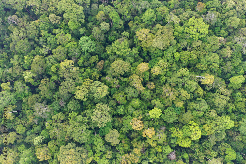 Rainforest trees forest aerial photo