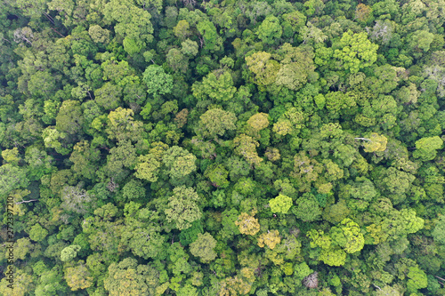 Rainforest trees forest aerial photo © Richard Carey