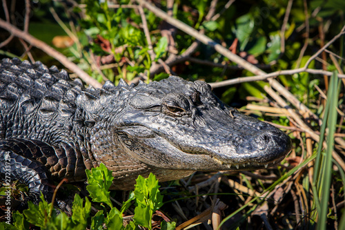 never smile at an alligator