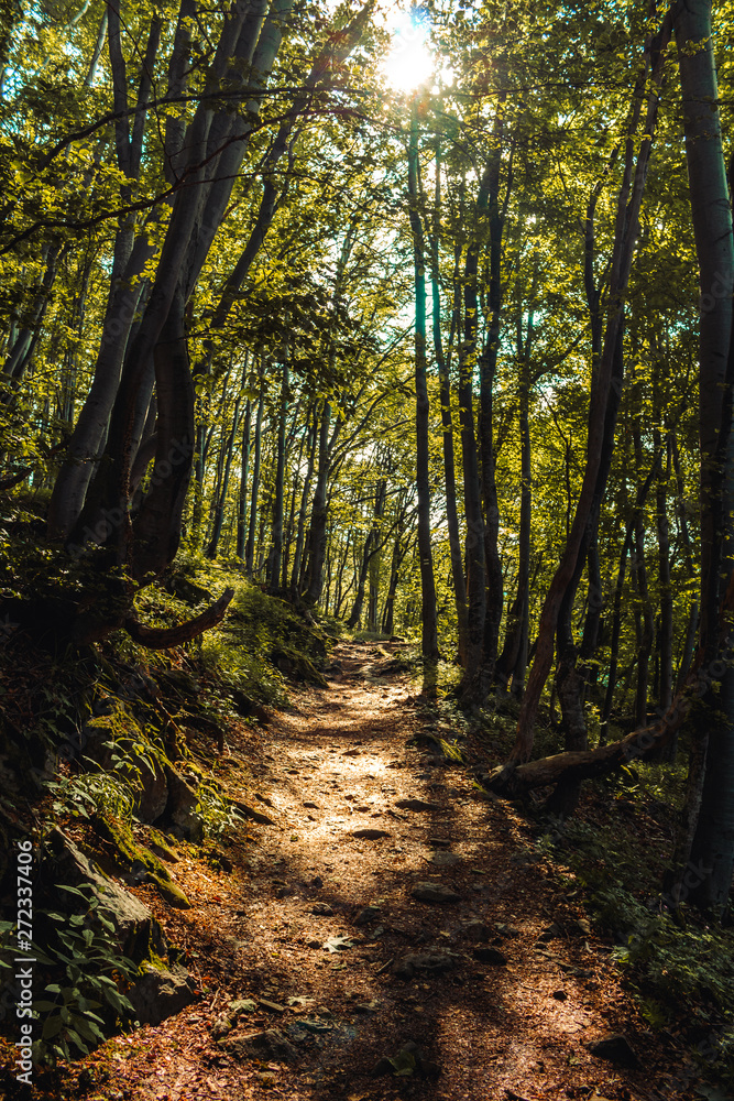 Obraz premium sunlight in forest path in bulgaria