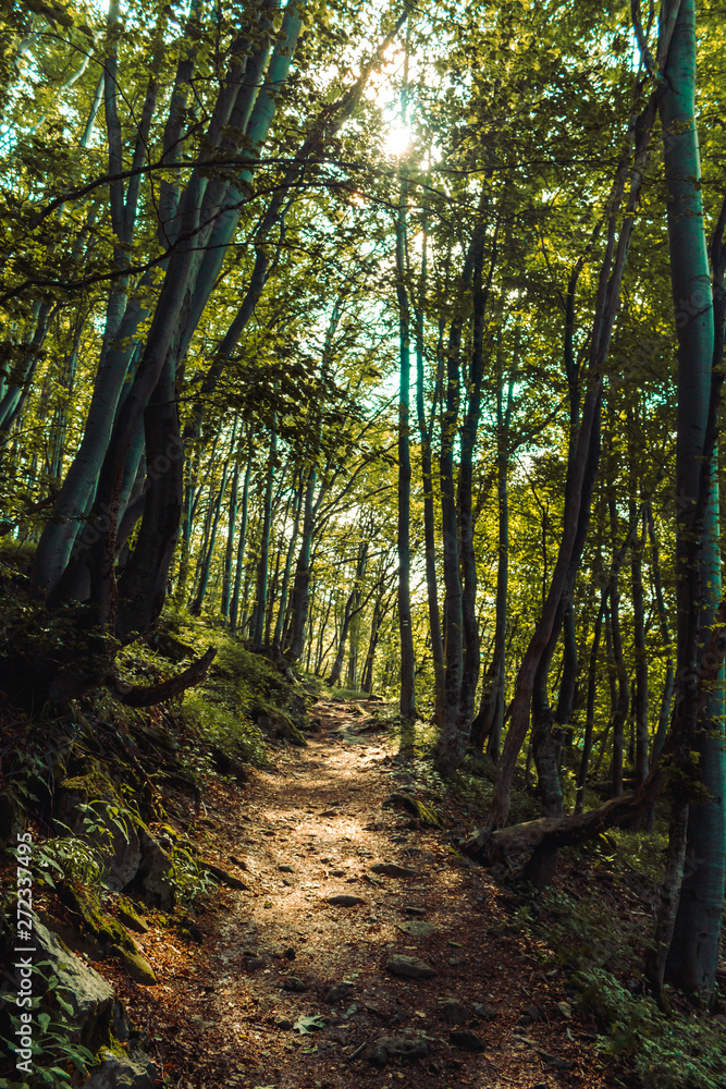 Obraz premium sunlight creeping into forest path, landscape in bulgaria