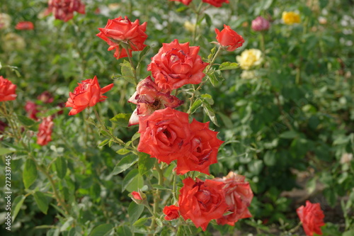 Bunch of fading roses in the garden closeup