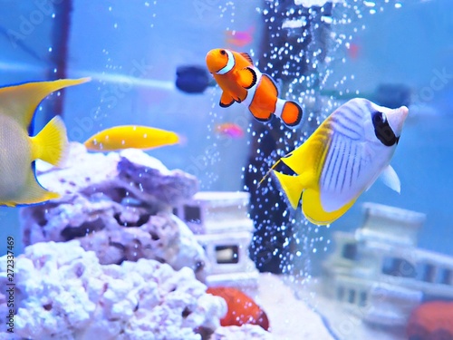 fish in aquarium