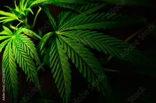 Large leaves of marijuana on a black background. Growing medical cannabis.