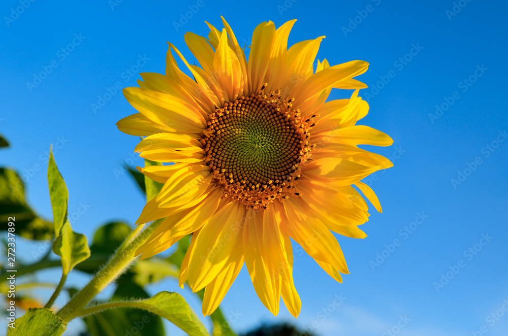 Yellow sunflowers grow in the field against a blue sky. Agricultural crops. Yellow sunflowers grow in the field against a blue sky. Agricultural crops.