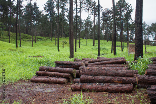 Arboles y pinos talados y vivos con corteza