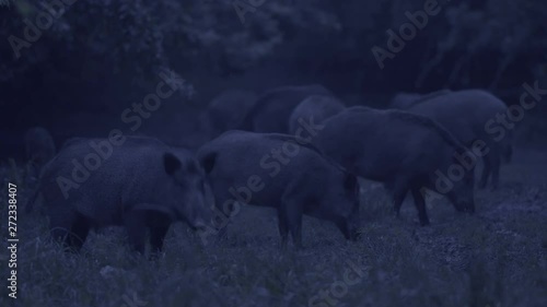 Male wild hogs rooting in the night