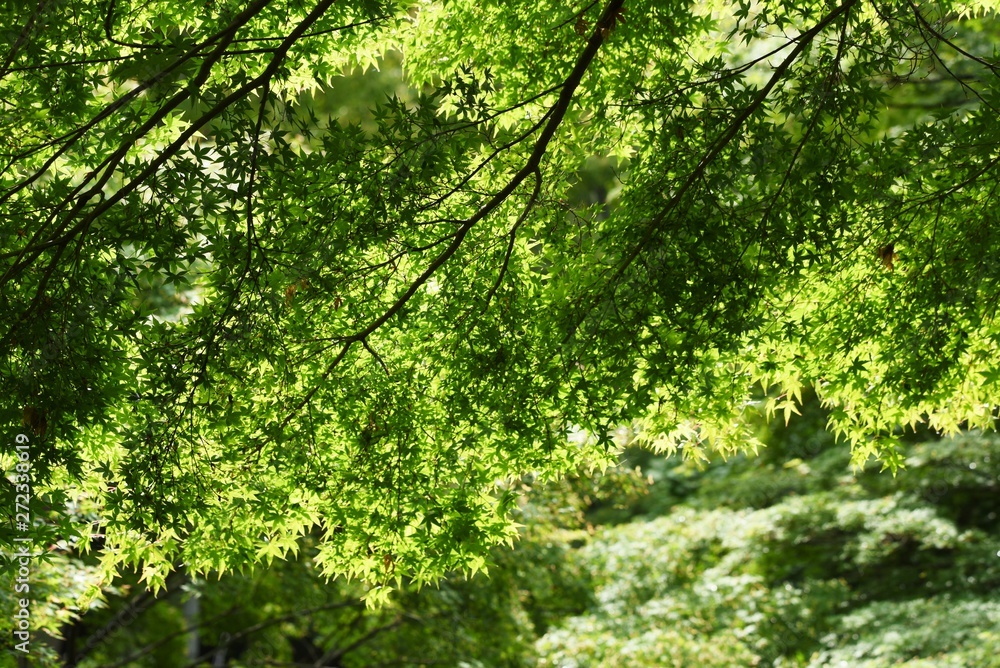 Fresh green of the natural park in early summer.
