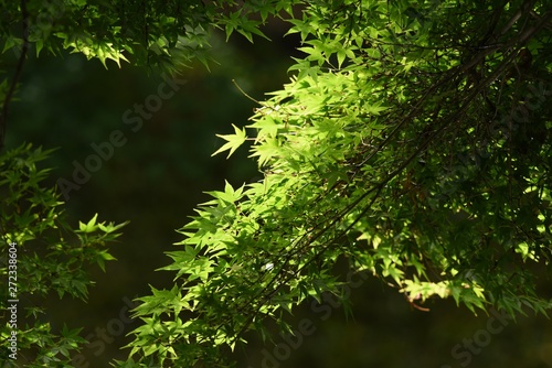 Fresh green of the natural park in early summer.