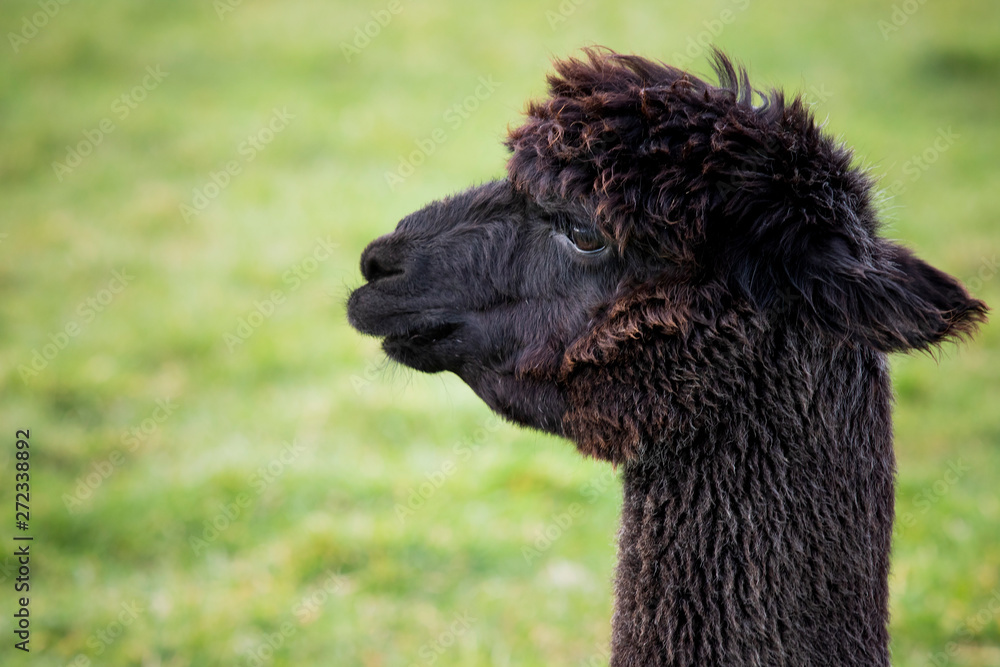 Fototapeta premium close up head shot of black alpaca in green field