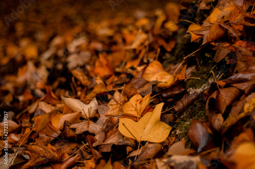 Hojas de otoño dentro del bosque 