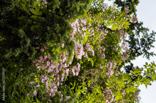 dense tree branches with green leaves filled with small pink flowers