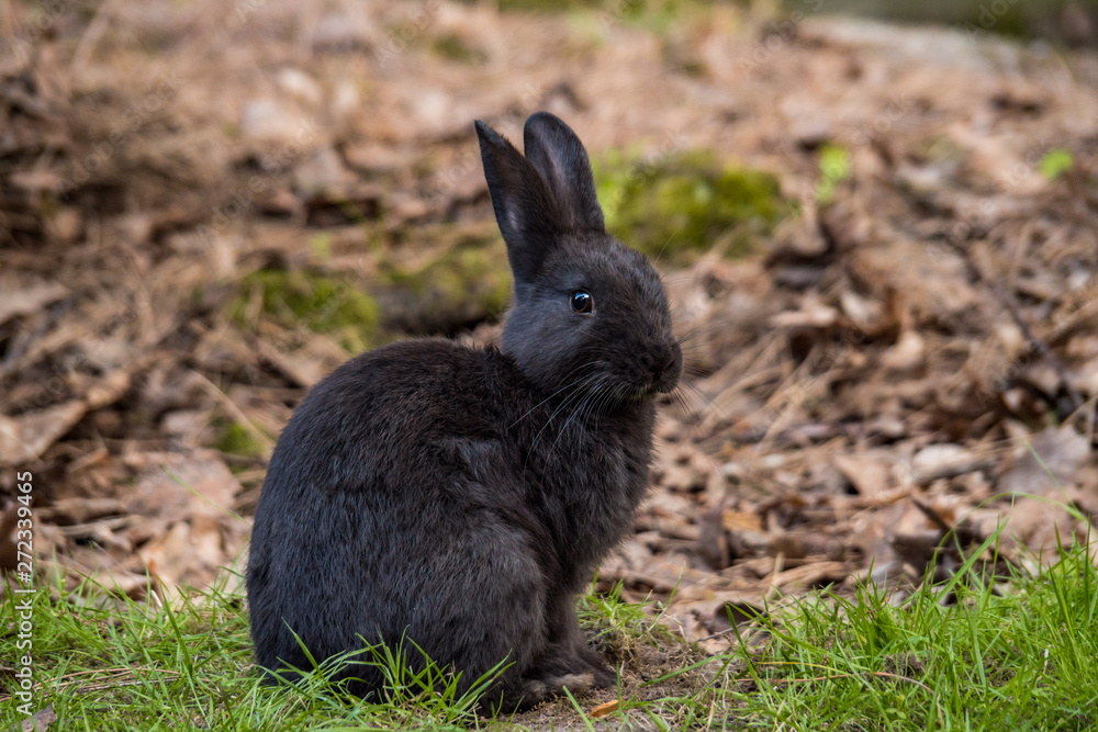 one cute black rabbit sitting on green grass field in the park one cute black rabbit sitting on green grass field in the park