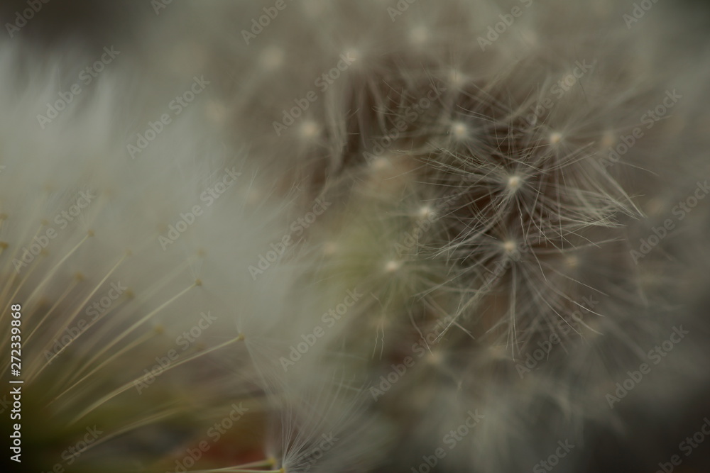 Fototapeta premium Sprint Flower miłość