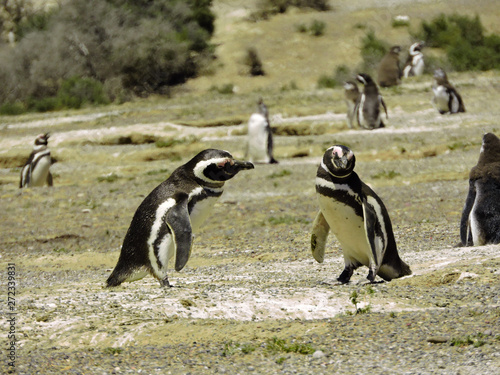 penguins talking