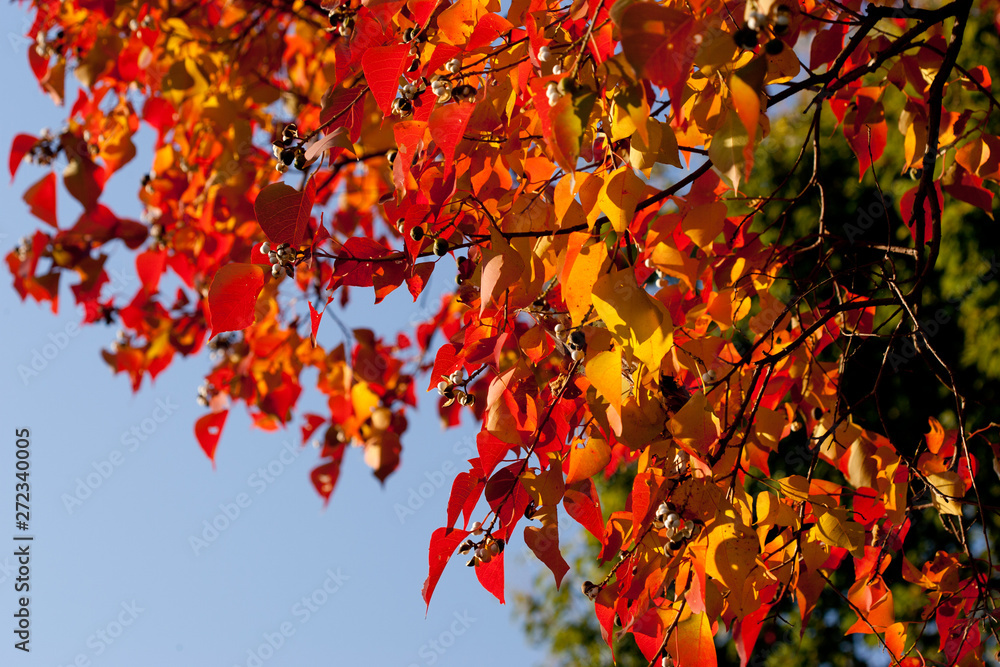 秋の綺麗な赤色の紅葉