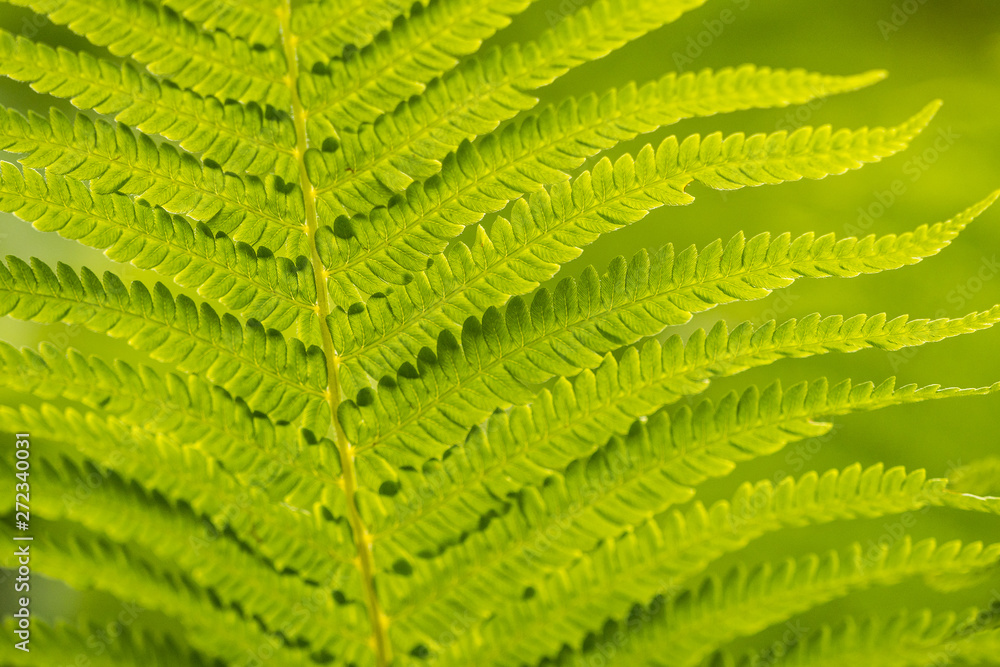 Fototapeta premium bright green fern leaves back lit by the light with creamy green background