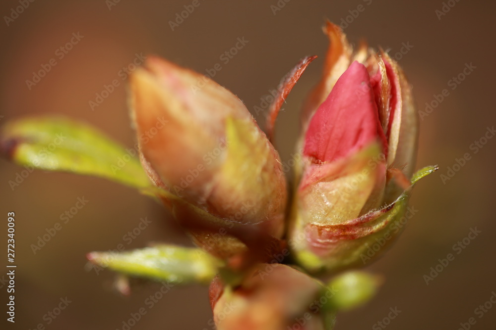Spring Flower love Spring Flower love