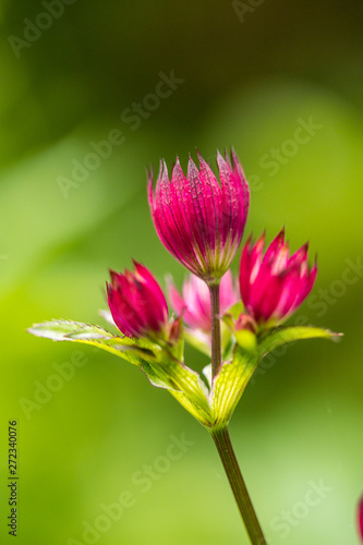 close up of beautiful pink Masterwort flowers blooming in the garden with creamy green background © Yi