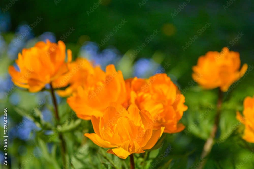 Blooming orange meadow flower in the garden Blooming orange meadow flower in the garden