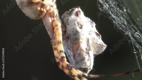 Giant spider with prey Close shot of Giant spider with prey, Judea palin Israel photo