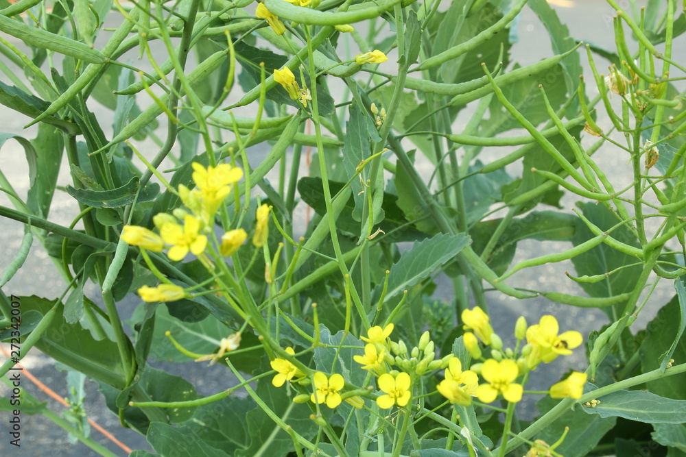 Mustard Seed plant with Flower,pods and leaves Isolated Stock Photo Adobe Stock