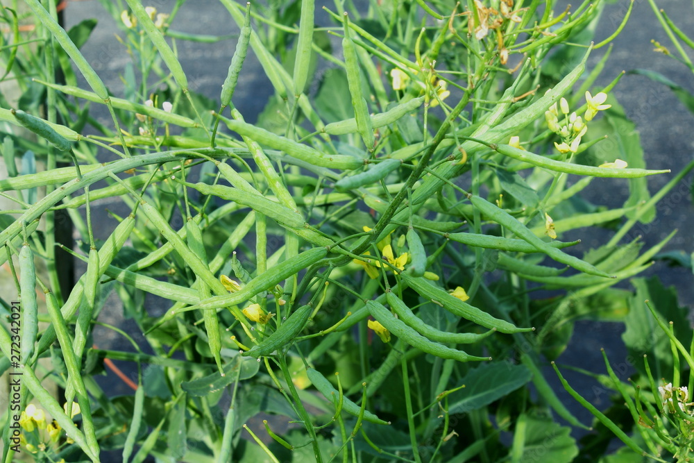 Mustard Seed plant with Flower,pods and leaves Isolated Mustard Seed plant with Flower,pods and leaves Isolated