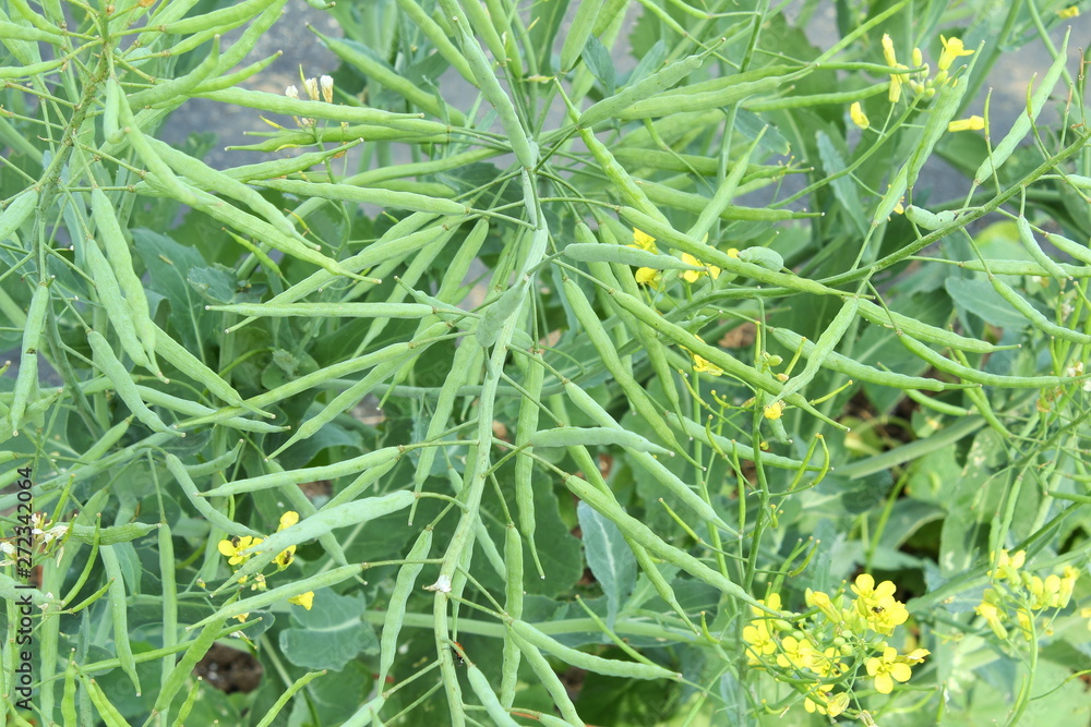 Mustard Seed plant with Flower,pods and leaves Isolated Stock Photo