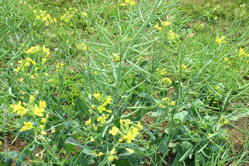 Mustard Seed plant with Flower,pods and leaves Isolated Stock Photo