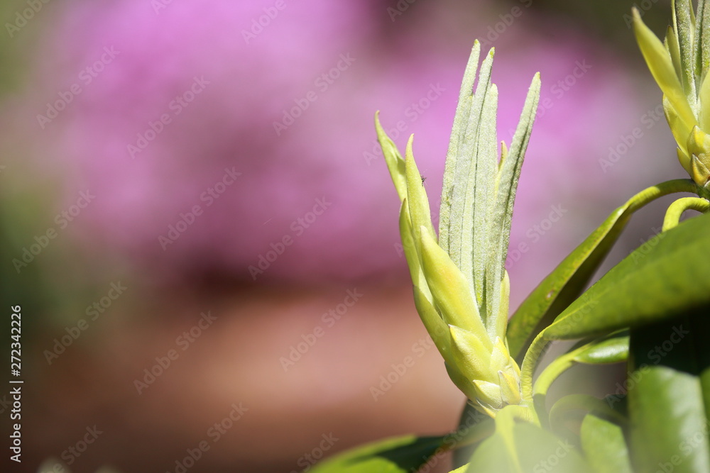 Fototapeta premium Sprint Flower Love